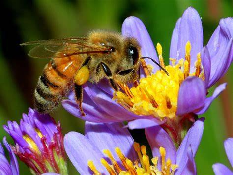 honey bee.jpg