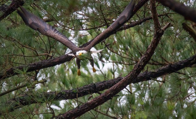 eagle-carrying-nest-lining-gilbertsville-kentucky.jpg