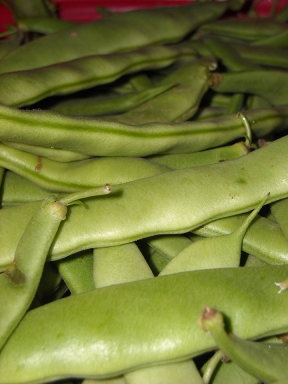Green bean.png