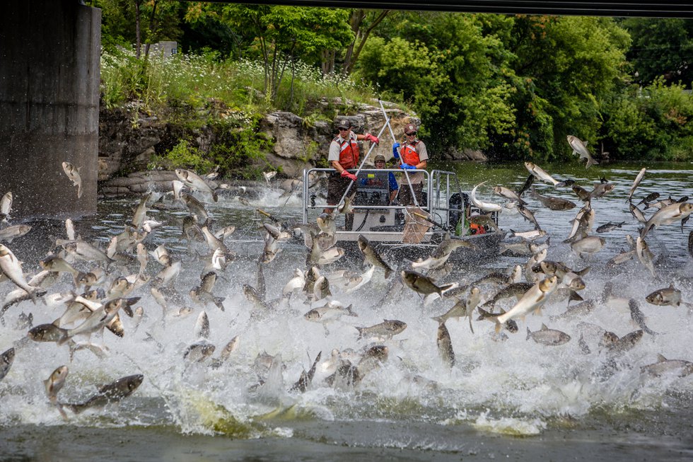 Silver carp jumping in Fox river