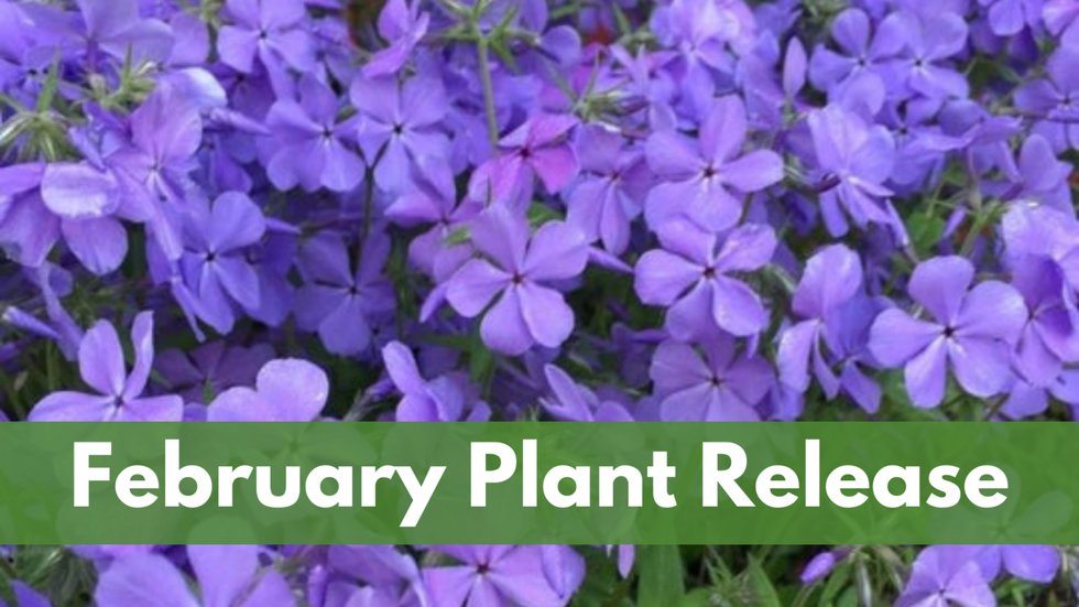 Feb plant release YDBG.png