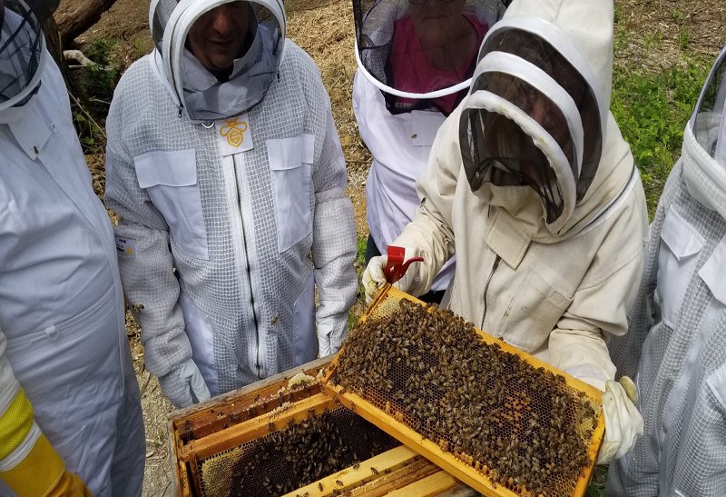 Introduction to Beekeeping Workshop 800.png