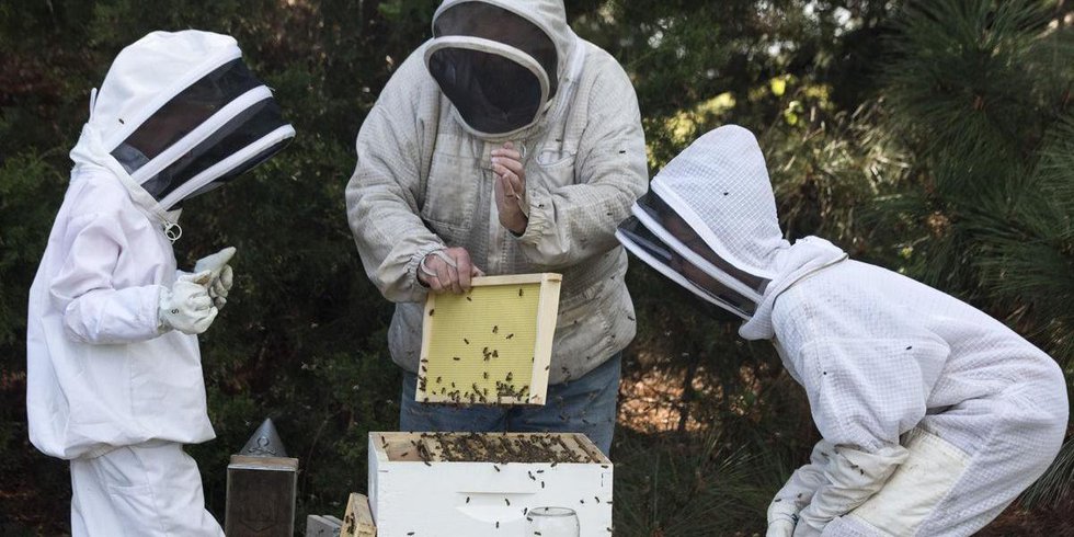 Why do honey Bees Matter.jpeg