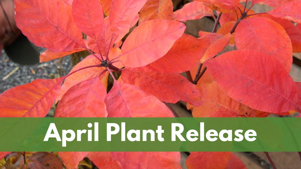 April.Plant_.Release-1536x864.png