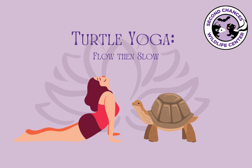 Turtle Yoga: Flow Then Slow (1200 × 800 px)