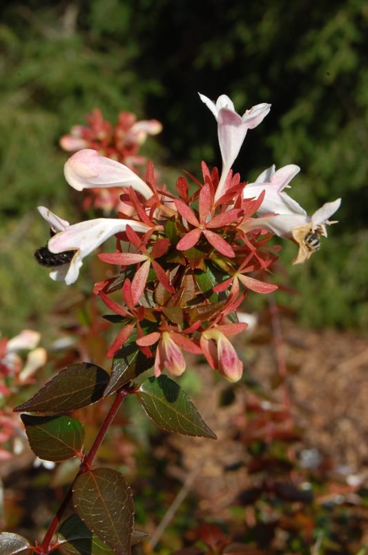 DRAFT-8-16-22-Paul-shrub-Abelia-grandiflora-Little-Richard-2009-10-21-2-scaled.jpg