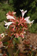 DRAFT-8-16-22-Paul-shrub-Abelia-grandiflora-Little-Richard-2009-10-21-2-scaled.jpg