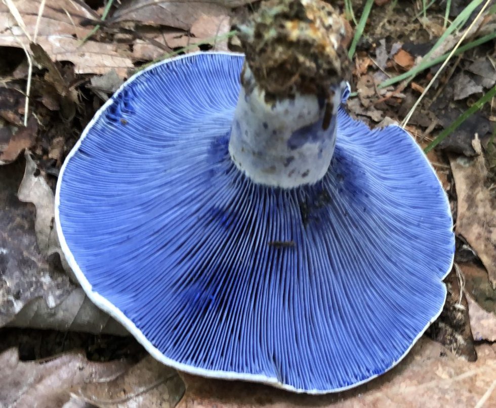 Pending-blue-mushroom-from-Amos-1024x844.jpeg