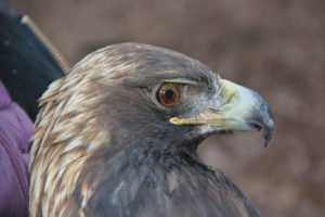 Golden-eagle-captured-at-Bernheim-Forest-on-January-27-2019-300x200.jpg