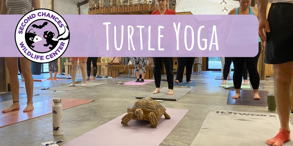 turtle_yoga_eventbritecover_3 - 1
