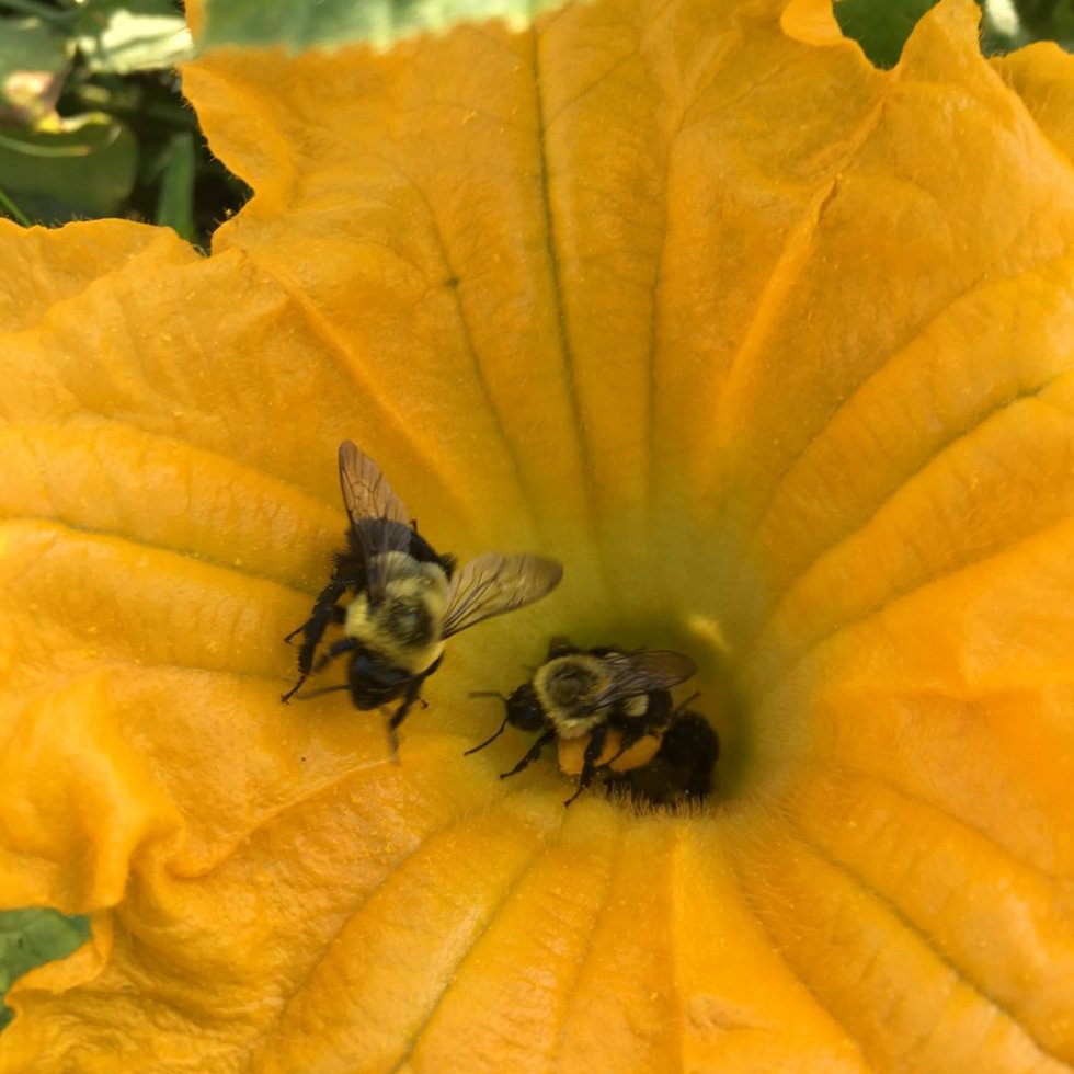Bumblebee-1-1024x1024.jpg