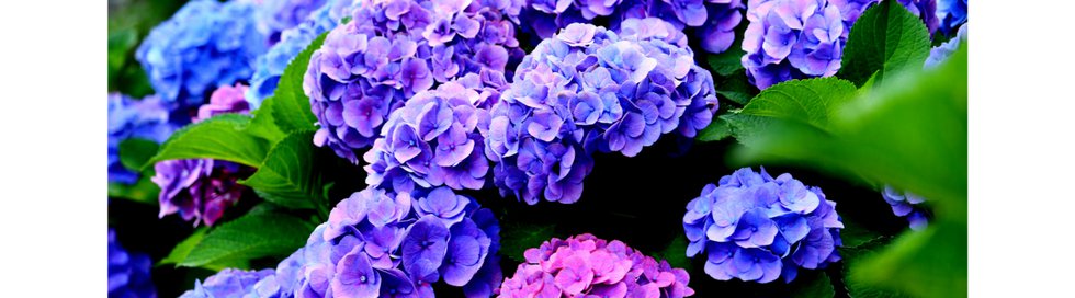 Let-s-Get-Craftin-South-June-Book-Hydrangeas.png