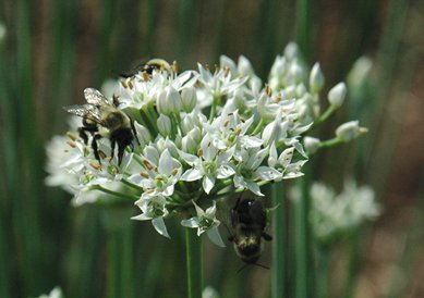 Garlic-Chives-with-bees.png