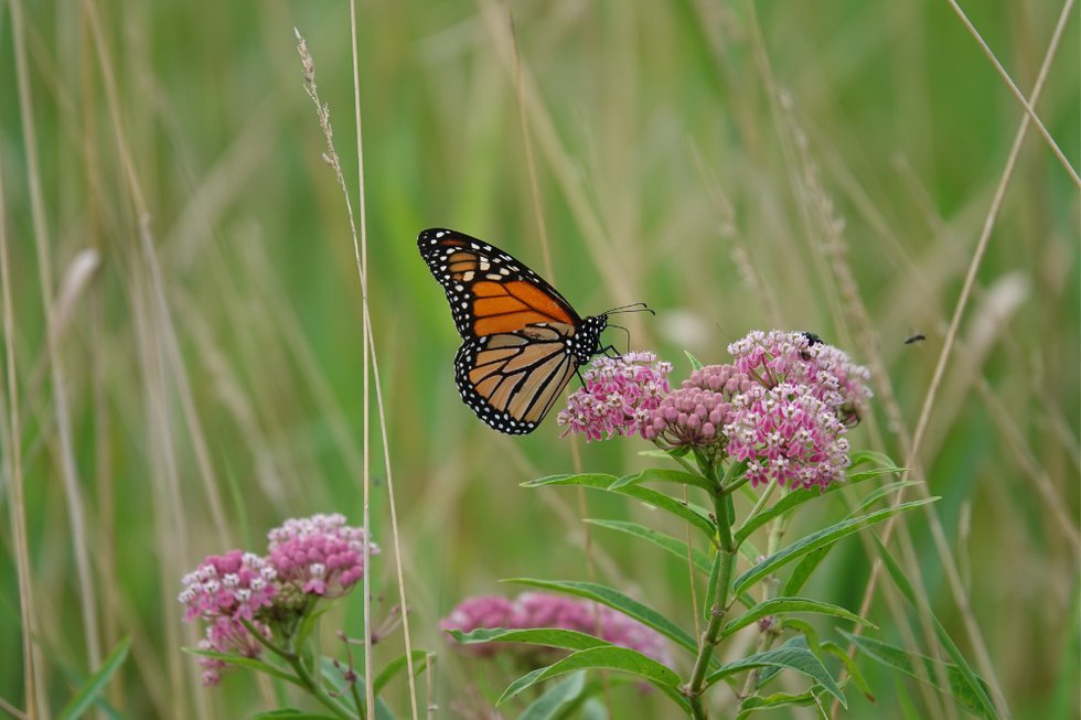 MIlkweed with butterfly - 1