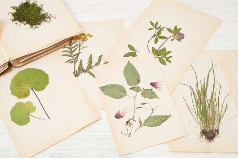Herbarium-Sheets_-Combining-Science-and-Art.jpg