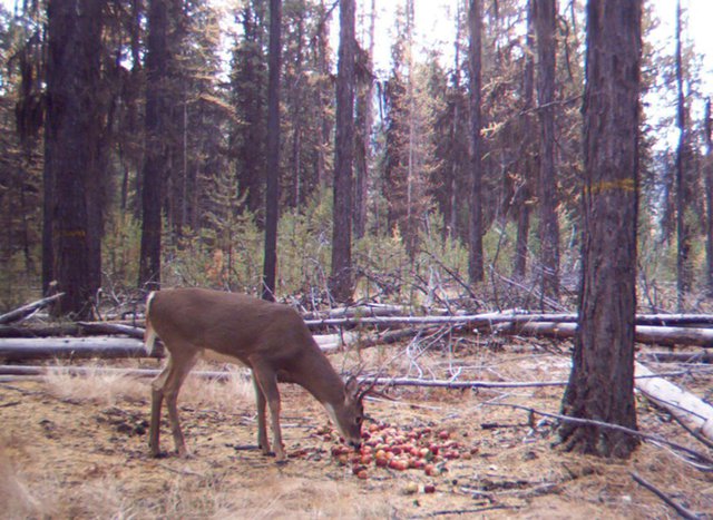 How long to wait after putting corn out for deer Winter Feeding Tips Helping Your Deer Herd After The Rut Mossy Oak